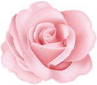 Flower Rose Pink Transparent Image