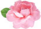 Garden Rose Pink PNG Clipart
