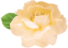 Garden Rose Yellow PNG Clipart