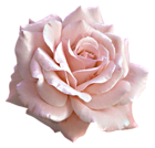 Large Light Pink Rose PNG Clipart