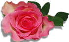 Large Nature Rose PNG Picture