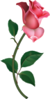 Large Pink Rose Bud Painting PNG Clipart