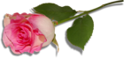 Large Pink Rose PNG Clipart