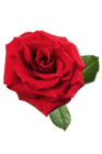 Large Red Rose PNG Clipart