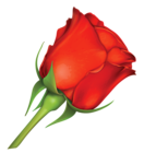 Large Red Rose PNG Image
