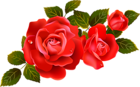 Large Red Roses Clipart Element