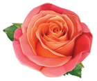 Large Rose PNG Clipart Image