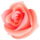 Large Rose PNG Picture