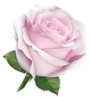 Large Soft Pink Rose PNG Clipart Image