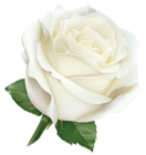 Large White Rose PNG Clipart Image