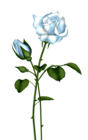 Light Blue Rose Transparent Clipart