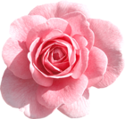 Light Pink Rose PNG Clipart | Gallery Yopriceville - High-Quality Free ...