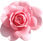 Light Pink Rose PNG Clipart