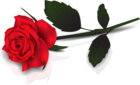 Lovely Transparent Red Rose Clipart