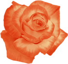 Orange Art Rose PNG Clipart