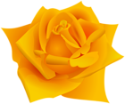 Orange Color Rose Flower PNG Clipart