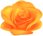 Orange Flower Rose Transparent Image