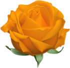 Orange Open Rose PNG Clipart