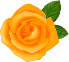 Orange PNG Rose Clipart