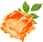 Orange Rose PNG Clip Art Image
