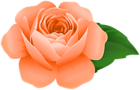 Orange Rose PNG Decorative Clipart