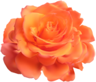 Orange Rose Transparent Clip Art Image