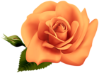 Orange Rose Transparent Clipart Image