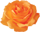 Orange Rose Transparent PNG Clip Art Image
