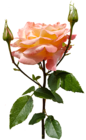 Orange Rose Transparent PNG Image