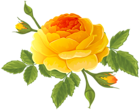Orange Rose with Buds PNG Clip Art Image