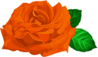 Orange Rose with Leaves PNG Clipart