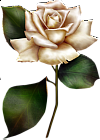 Painted White Rose Clipart