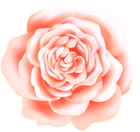 Peach Rose Deco Transparent Image