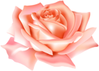 Peach Rose Flower PNG Clip Art Image