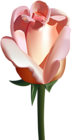 Peach Rose PNG Clip Art Image