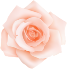 Peach Rose Transparent Clip Art
