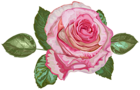 Pink Art Rose Transparent Image