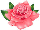 Pink Beautiful Rose PNG Clipart Image