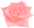 Pink Color Rose Flower PNG Clipart