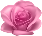 Pink Flower Rose Transparent Image