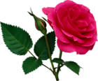 Pink Large Rose and Rose Bud PNG Clipart