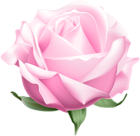 Pink Open Rose PNG Clipart