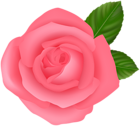 Pink PNG Rose Clipart