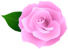 The page with this image: Pink Rose Artistic PNG Transparent Clipart,is on this link