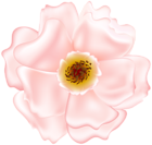 Pink Rose Bush Flower PNG Transparent Clipart