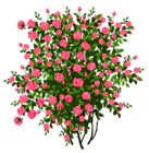 Pink Rose Bush PNG Clipart Picture
