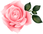 Pink Rose Clip Art Image