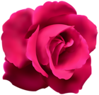 Pink Rose Clip Art PNG Image