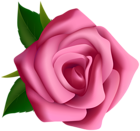 Pink Rose Clipart PNG Image