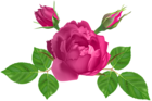 Pink Rose Deco PNG Clip Art Image